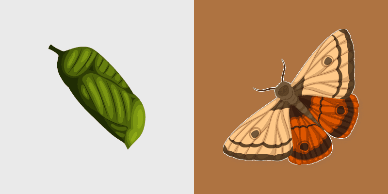 Garden Moth