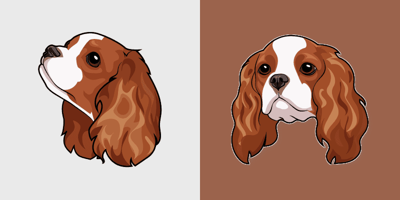 Cavalier Spaniel