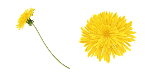 Yellow Dandelioncustom cursor pack