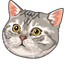 American Shorthair default cursor