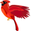 Cardinal default cursor