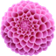 Pink Dahlia Cute Cursor Pack pointer cursor