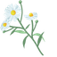 Custom Cursor Daisies default cursor