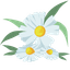 Custom Cursor Daisies pointer cursor