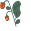 Strawberry Berry default cursor