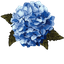 Custom Cursor Hortensia Pack pointer cursor