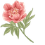 Pink Peonies Custom Cursor Pack default cursor
