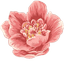 Pink Peonies Custom Cursor Pack pointer cursor