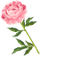 Peony Cursor Pack - Custom Window Cursors default cursor