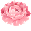 Peony Cursor Pack - Custom Window Cursors pointer cursor