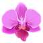 Custom Cute Cursor Pack pointer cursor