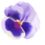 Cute Pansy Cursor Pack pointer cursor