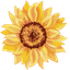 Sunflower Cursor Pack Deluxe pointer cursor