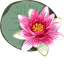 Charming Water Lily Cursor Pack default cursor
