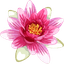 Charming Water Lily Cursor Pack pointer cursor