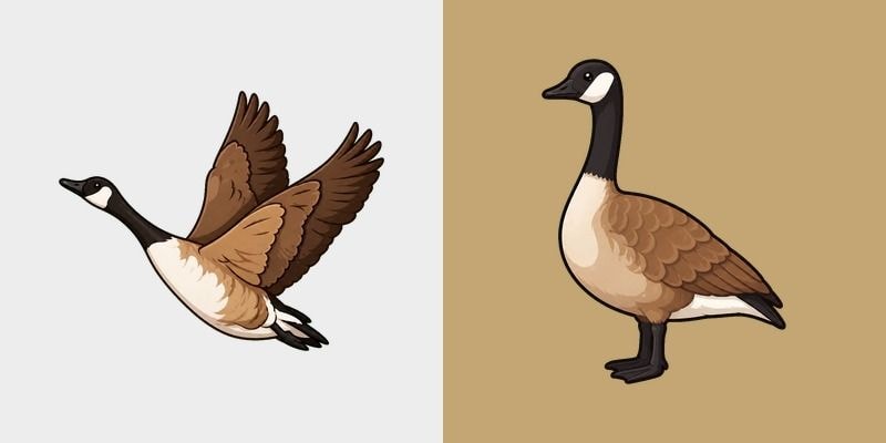 Canada Goose