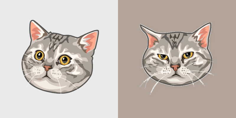 American Shorthair