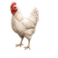 RE4 Village Chicken Cursor pointer cursor