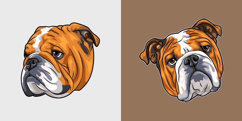 English Bulldog